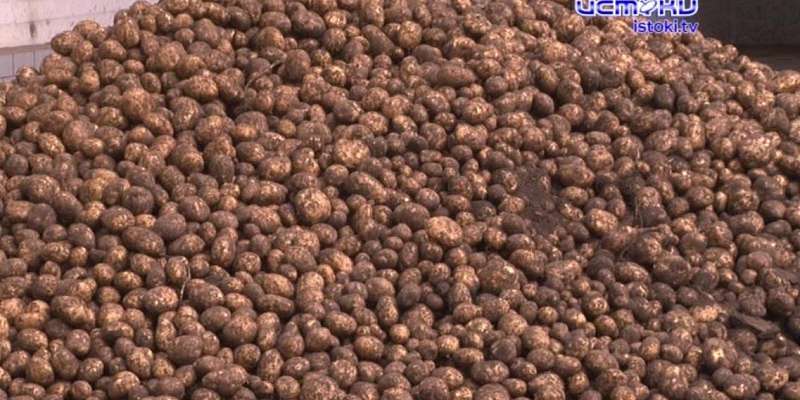 Голодными не останемся: в Орловском районе ожидают богатый урожай 