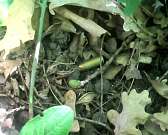 Новости за 90 секунд: в Орле завершается покраска бордюров и ямочный ремонт, глава Должанского района покинула свой пост, а в части районов города пла...