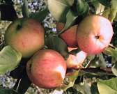 Что такое садовая археология или как нам сохранить сады