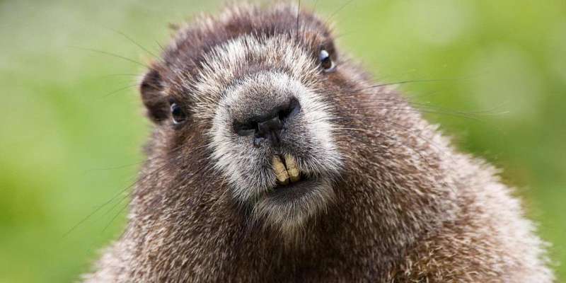 На бобров и косуль орловчанам разрешат охотиться с 1 октября