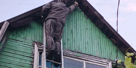 Орловские спасатели уничтожили гнездо шершней