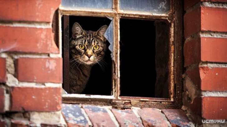 День спасения животных: накануне орловские сотрудники МЧС вызволяли из беды четвероногих