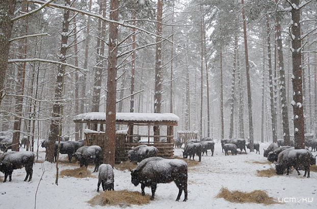 Орловское полесье празднует свой 30-летний юбилей