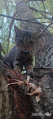 Вызволение малыша из автомата по продаже конфет и спасение кота 