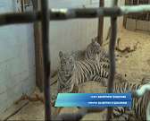 В Орле готовятся к премьере эксклюзивного шоу «Планета Цирк»