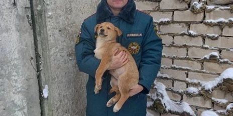 Мценские спасатели освободили щенков из бетонного плена