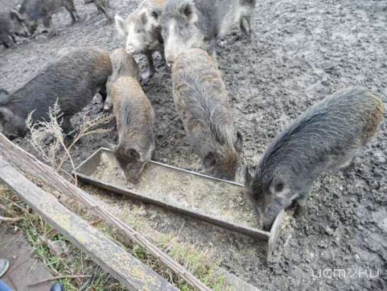  Житель Ливенского района незаконно разводил кабанов