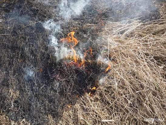 Пал сухой травы уносит жизни