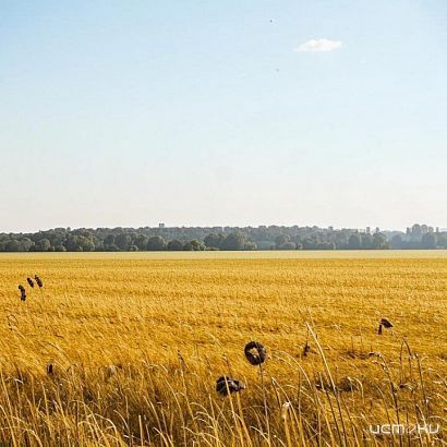 Какие сорняки считаются карантинными? Об этом в новом выпуске программы от Россельхознадзора