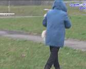 Неравнодушные орловчане бьют тревогу. В Орле начали травить собак, разбрасывая яд на улицах