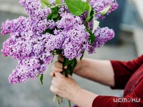 Орловчан предупреждают о серьезных штрафах за срыв сирени