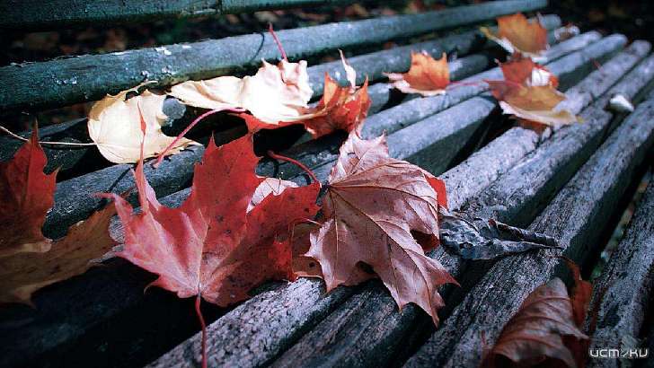 В Орле продолжает холодать: погода на 12 ноября