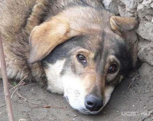 На отлов и временную передержку бродячих животных выделят более миллиона рублей