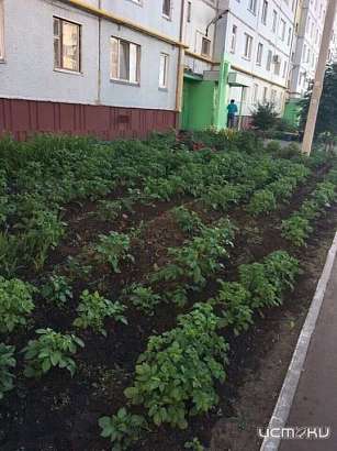 Орловчане выращивают во дворах сельскохозяйственные культуры