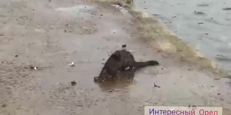 Видео: возле детского парка заметили необычное для Орла животное