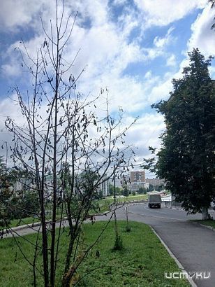 Орловчане публикуют фото засохших молодых саженцев