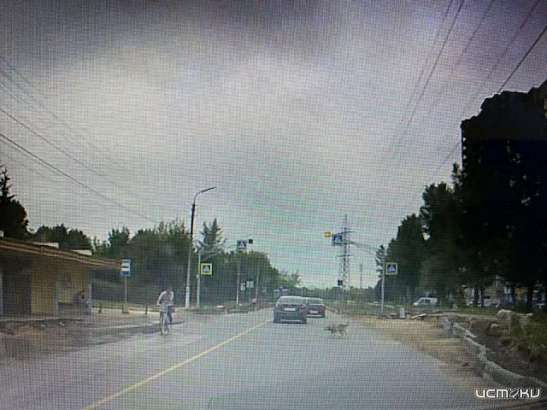 Собаки VS велосипедисты