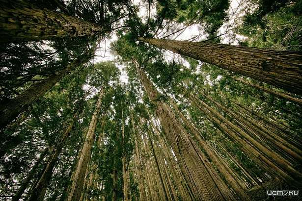 Клычков вошёл в десятку самых «неэкологичных» губернаторов России