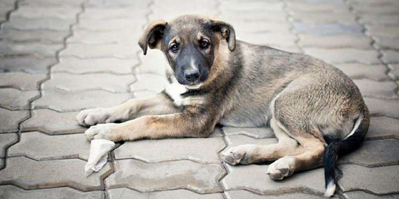 После ЧП в Северном районе Орла займутся срочным отловом бродячих собак
