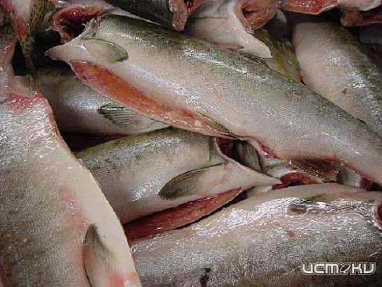 Магазин "МЯСО-РЫБА"