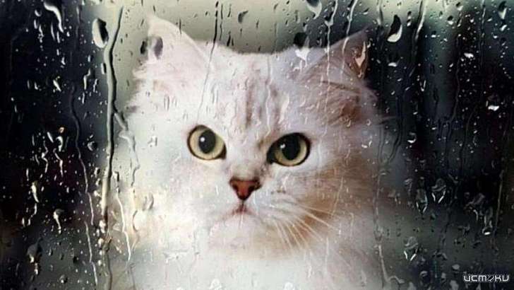 Второй августовский день в Орле будет холодным и дождливым