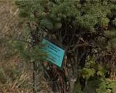 Орловский дендрарий - путешествие по лесам мира