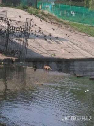 В Сети появились фотографии лисы, гуляющей по реке