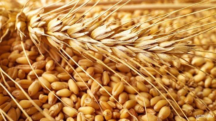 Сколько тонн зерна уже собрано в Орловской области