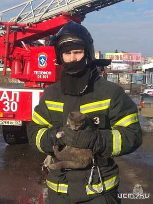 В Орле помощь понадобилась двум любопытным котам