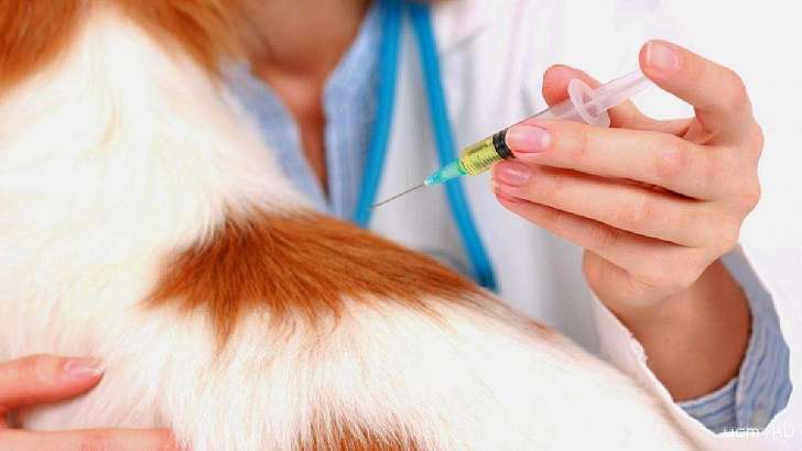 На Орловщине сделали прививки от бешенства почти 90 тысячам животных