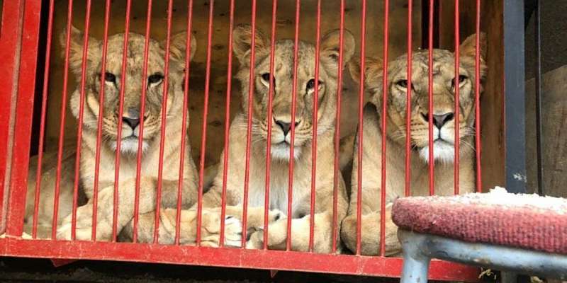 Из-за коронавируса в орловском цирке львам нечего есть