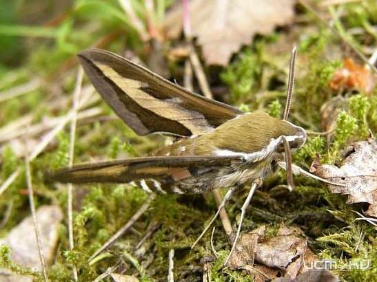 В Орловской области насчитали 8 краснокнижных видов бабочек