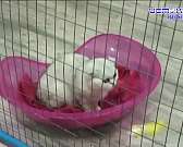 Закрытие выставки кошек, непроходимый тротуар, новое уголовное дело орловского депздрава - это и не только в следующей рубрике