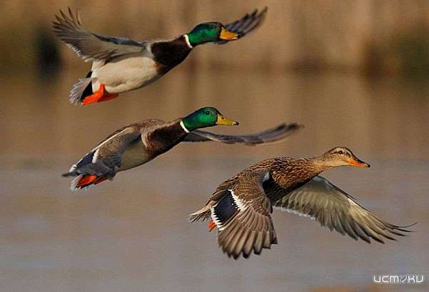 Из-за погоды на Орловщине изменили сроки весенней охоты на пернатую дичь