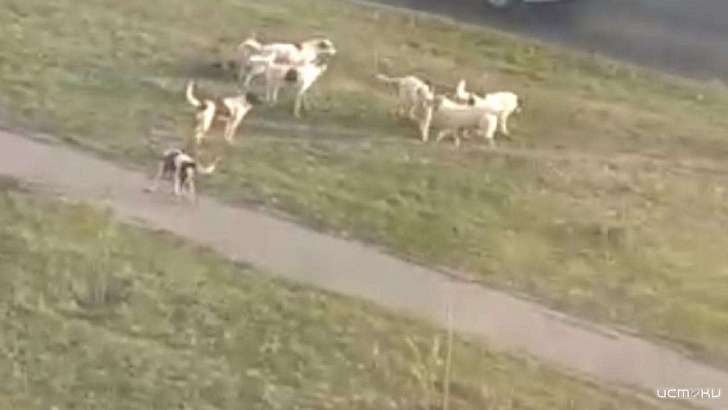 Бродячие собаки давно держат в страхе жителей Северного района Орла