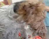 На мусоросортировочном заводе под Ливнами в мешке нашли живую собаку