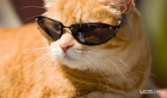 Августовская жара накрыла Орел