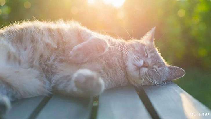 На Орел надвигается волна аномального тепла