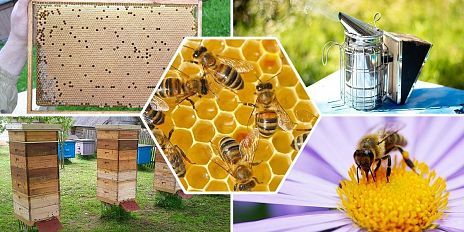 Чтобы не допустить гибель пчел орловские чиновники публикуют информацию для пчеловодов