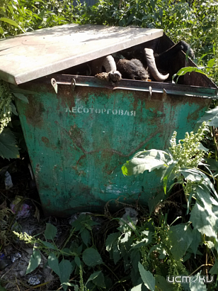 Рога и копыта 