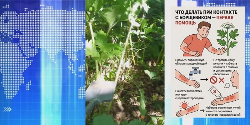 Орловчане учат друг друга как бороться с борщевиком. Экспресс - новости.