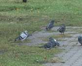 Стало известно, когда в дома придет тепло, а очередную «Газель» поймал пролет Александровского моста. Новости за 90 секунд