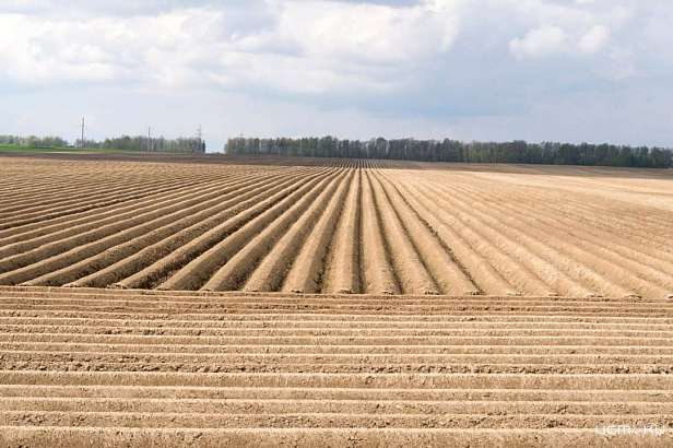 Искусственный интеллект становится ближе к земле: «Ростелеком» рассказал об опыте внедрения технологии в сельском хозяйстве