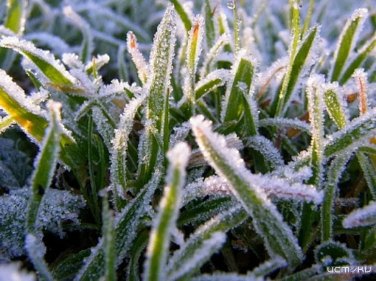 12 апреля в Орловской области ожидаются заморозки