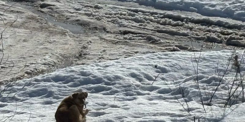 На Орловщину на этой неделе приходит полноценная весна