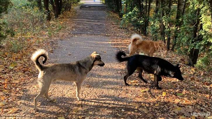В Орловской области игнорировали заявки местных жителей на отлов бродячих животных