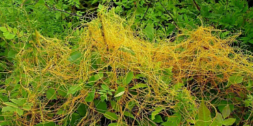 В 15,8 тыс. тонн зерна выявлен карантинный сорняк — повилика.