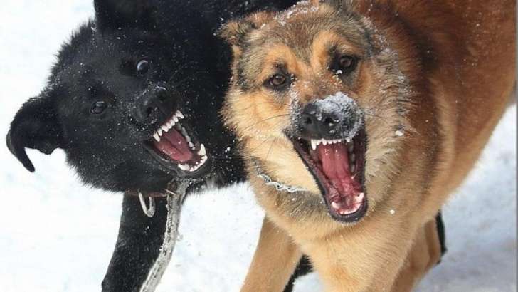 Орловчанку укусила бродячая собака: проводится доследственная проверка