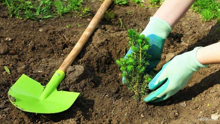 Весной в Орле посадят 5000 молодых деревьев