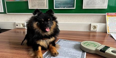В этом году уже 35 животных из Орловской области получили право на выезд за границу